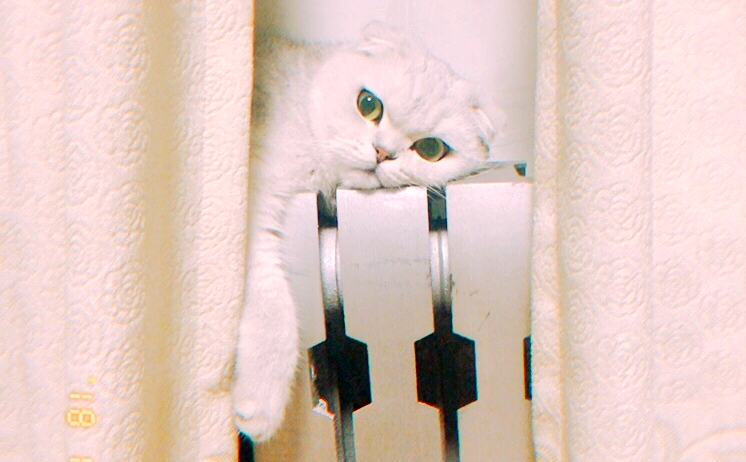 暖氣片好不好,冬季過(guò)冬神器,暖氣片 寵物